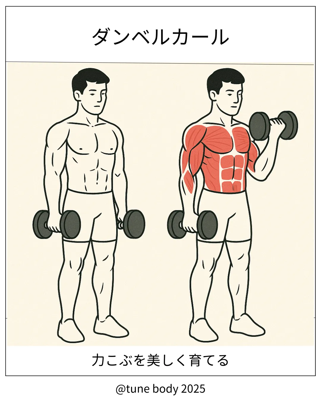 【フリーウエイト】ダンベルカール