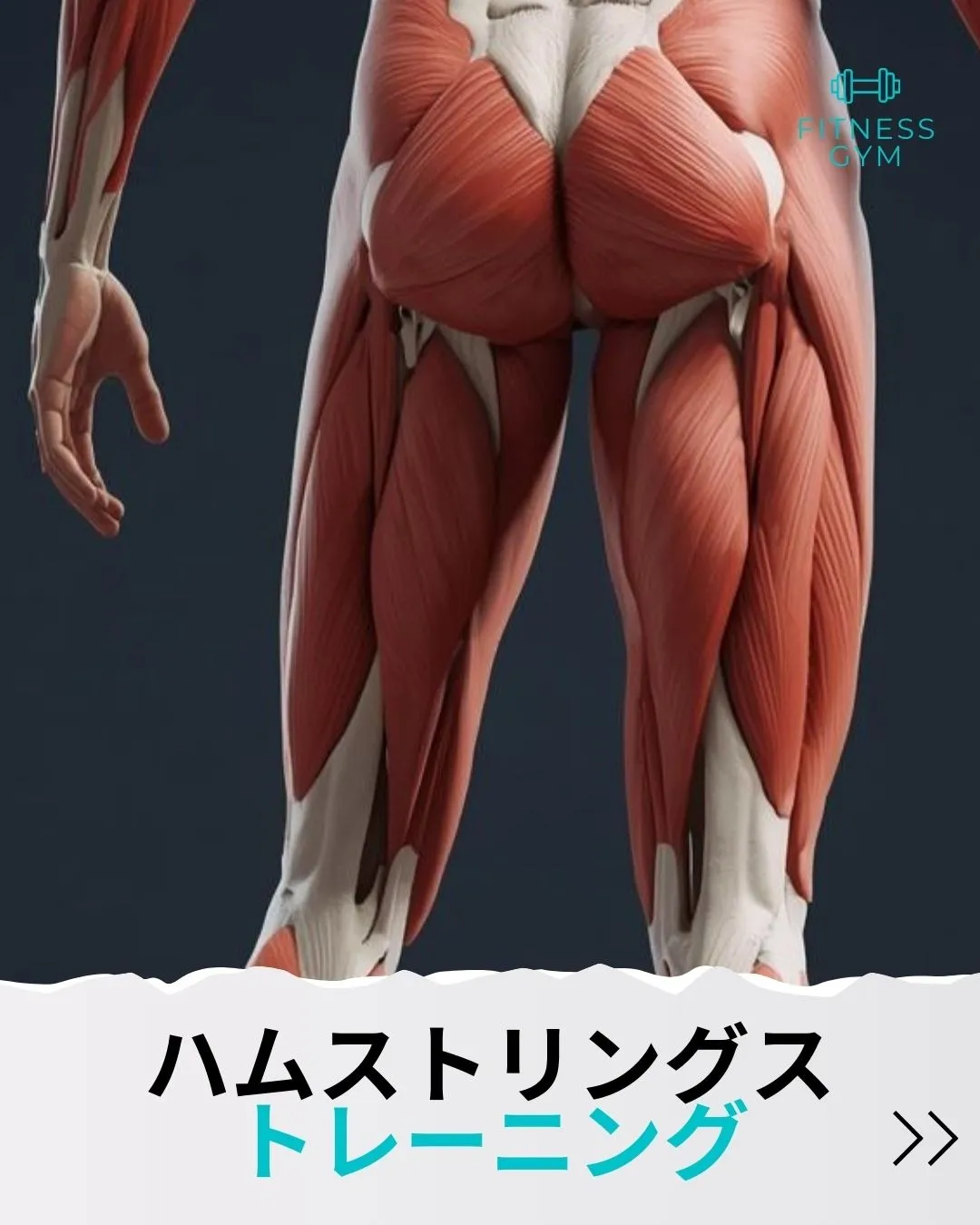 【筋肉愛】ハムストリングス